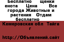 Бесплатно !!! щенки енота!! › Цена ­ 1 - Все города Животные и растения » Отдам бесплатно   . Кемеровская обл.,Тайга г.